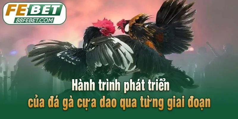 Hành trình phát triển của đá gà cựa dao qua từng giai đoạn